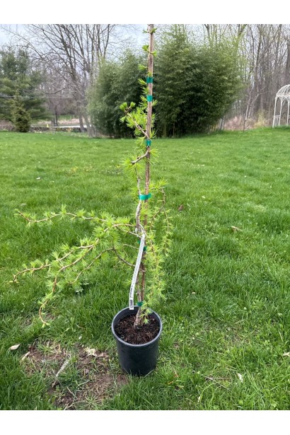 Модрина плакуча Хорстманн Рекурвед -саджанець в горщику